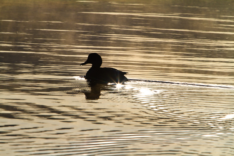 Gadwall Silhouette